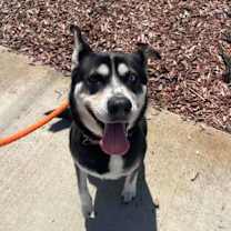 Thumbnail photo of LUNA #1