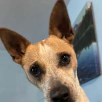 Thumbnail photo of Whiskey #1