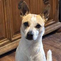 Thumbnail photo of Whiskey #2