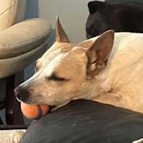 Thumbnail photo of Whiskey #3