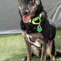 Thumbnail photo of Max/Anubis #1