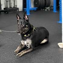 Thumbnail photo of Max/Anubis #3