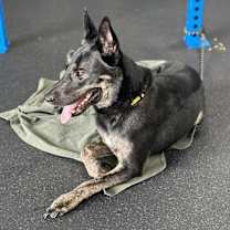 Thumbnail photo of Max/Anubis #4
