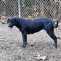 Thumbnail photo of Missy #3