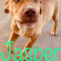 Thumbnail photo of Jasper #2