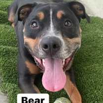 Thumbnail photo of Bear #2