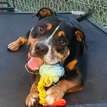 Thumbnail photo of Bear #3