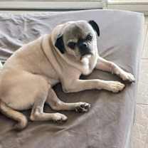 Thumbnail photo of ROCKY #1