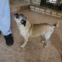 Thumbnail photo of ROCKY #4