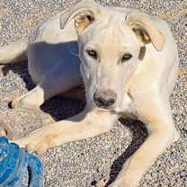 Thumbnail photo of Banzai #3