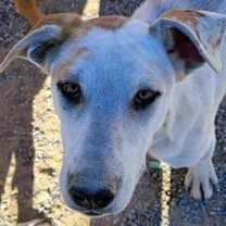 Thumbnail photo of Mufasa #2