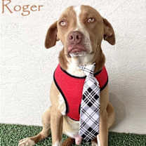 Thumbnail photo of Roger #1