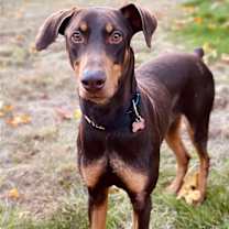 Thumbnail photo of Copper #1
