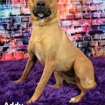 adopt-pet
