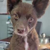 Thumbnail photo of CoCo #3