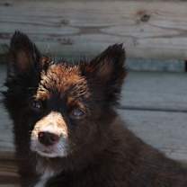 Thumbnail photo of CoCo #4