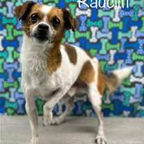 Thumbnail photo of Radcliffe #1