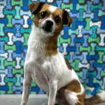 Thumbnail photo of Radcliffe #2