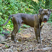 Thumbnail photo of Leo #4