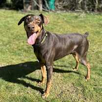 Thumbnail photo of Copper #2