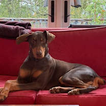 Thumbnail photo of Copper #3