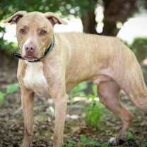 Thumbnail photo of Levi #2