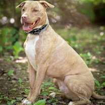 Thumbnail photo of Levi #4