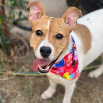 adopt-pet