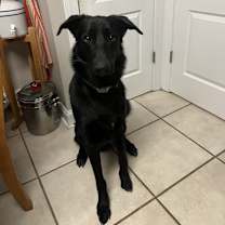 Thumbnail photo of Blacky #1