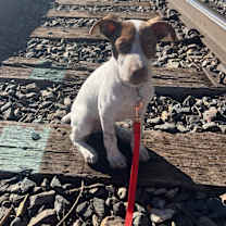 Thumbnail photo of Biggie #2