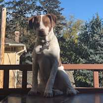 Thumbnail photo of Biggie #4