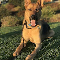 Thumbnail photo of Dodger #2