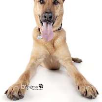 Thumbnail photo of Dodger #3