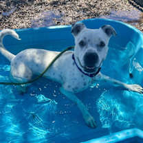 Thumbnail photo of Spotta (Courtesy post) #2