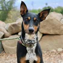 Thumbnail photo of Steele #1