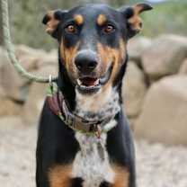 Thumbnail photo of Steele #3