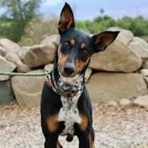 Thumbnail photo of Steele #4