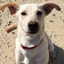 Thumbnail photo of Poppy #3