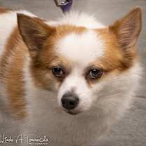 Thumbnail photo of Merlin #1
