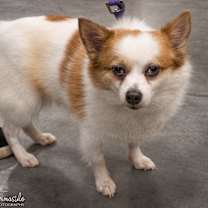 Thumbnail photo of Merlin #2