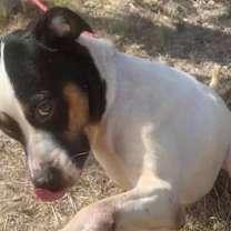 Thumbnail photo of Merlin #2