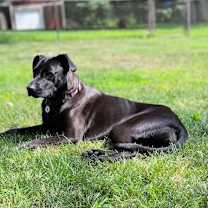 Thumbnail photo of Millie #1