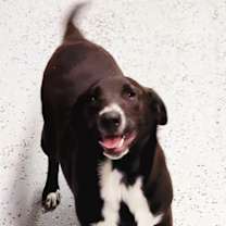 Thumbnail photo of Panda #2