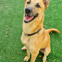 Thumbnail photo of MARLIN (Israel) kt #3