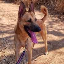 Thumbnail photo of MARLIN (Israel) kt #4