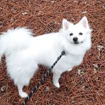 Thumbnail photo of AngelBear #1