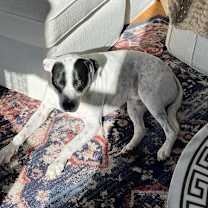 Thumbnail photo of LOKI #1