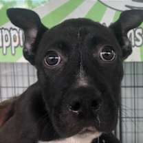 Thumbnail photo of Panda #2
