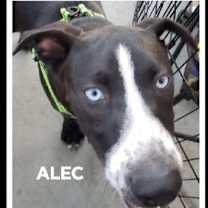 Thumbnail photo of Alec Chato (blue eyes) #1