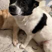 Thumbnail photo of Clementine #1